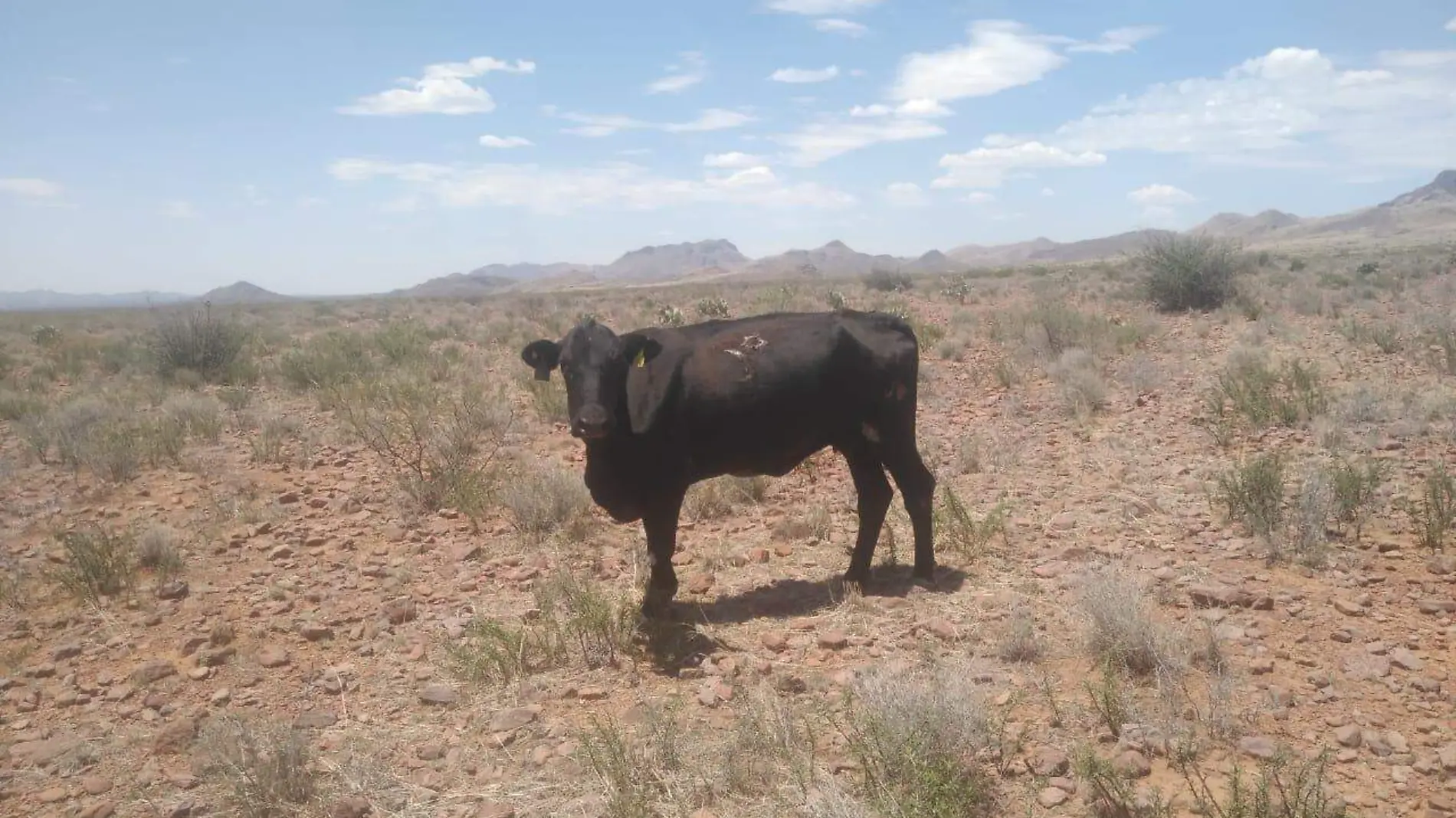 Vaca ganado ganadero mortandad de reses